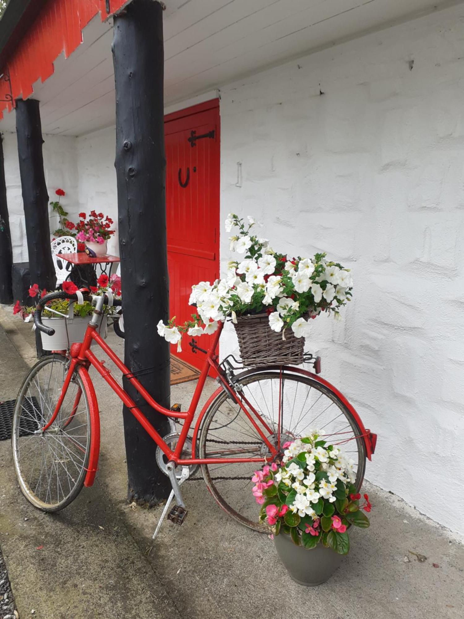 Shannon Breeze Cottage Ballycrossaun Esterno foto