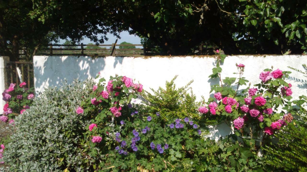 Shannon Breeze Cottage Ballycrossaun Esterno foto